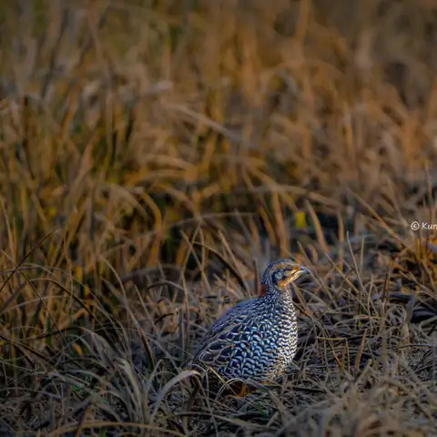 Bird photography at Dudhwa National Park 1