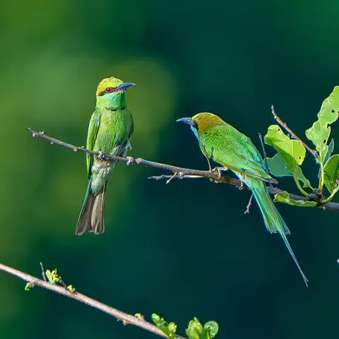 Green bee-eaters in Dudhwa Tiger Reserve