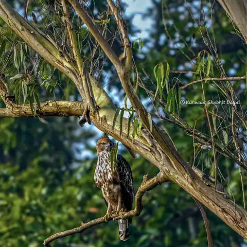 Bird photography at Dudhwa National Park 11