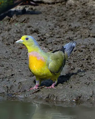 Bird photography at Dudhwa National Park 12