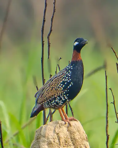 Bird photography at Dudhwa National Park 13