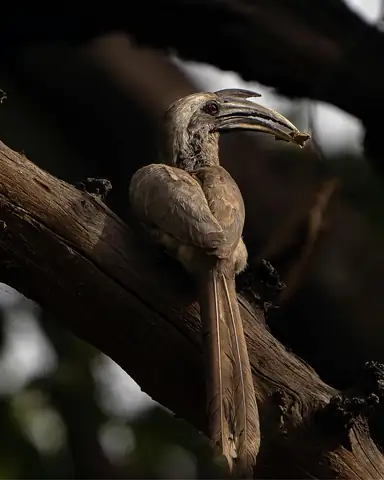 Bird photography at Dudhwa National Park 14