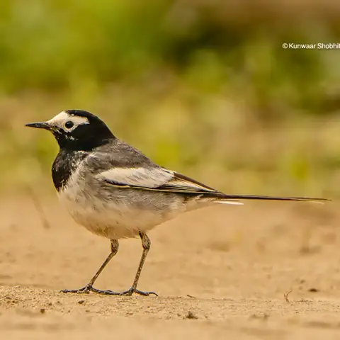 Bird photography at Dudhwa National Park 15