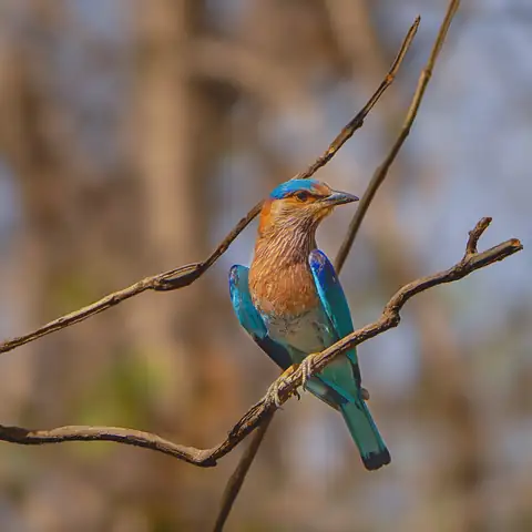 Indian roller perched on a branch in Dudhwa