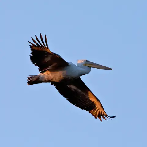 Bird photography at Dudhwa National Park 17