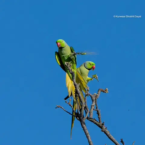 Bird photography at Dudhwa National Park 18