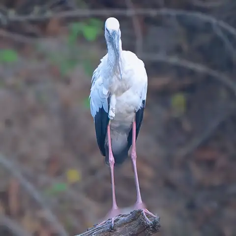 Bird photography at Dudhwa National Park 19