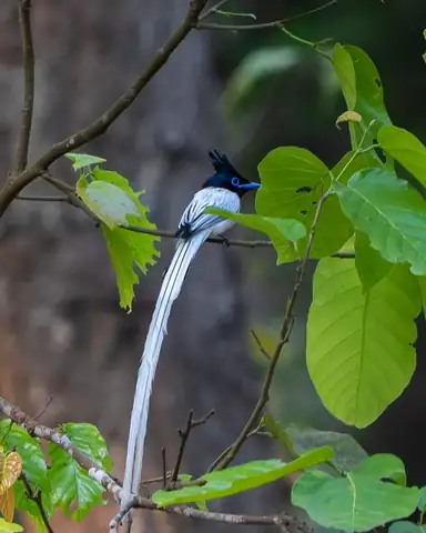 Bird photography at Dudhwa National Park 2