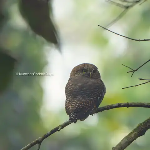 Bird photography at Dudhwa National Park 20