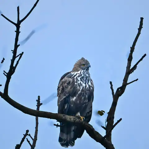 Bird photography at Dudhwa National Park 21