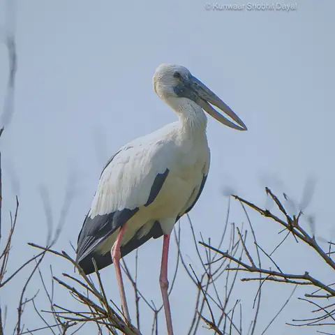 Bird photography at Dudhwa National Park 22