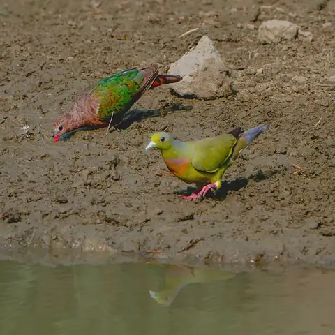 Bird photography at Dudhwa National Park 23