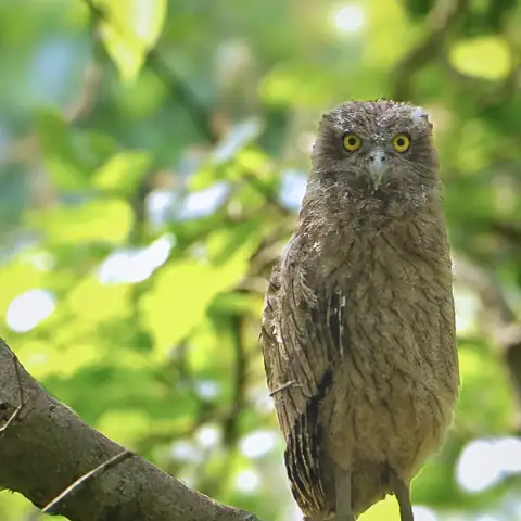 Bird photography at Dudhwa National Park 24