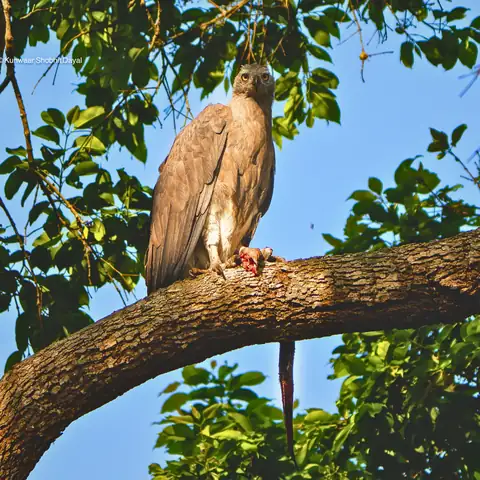 Bird photography at Dudhwa National Park 25
