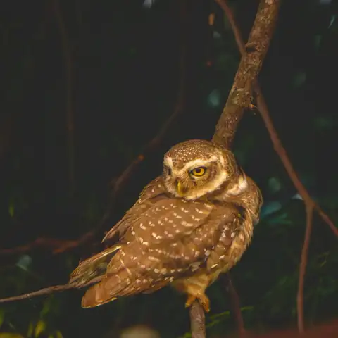 Bird photography at Dudhwa National Park 26