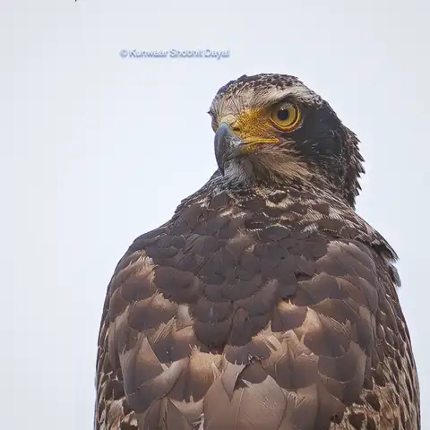 Bird photography at Dudhwa National Park 27