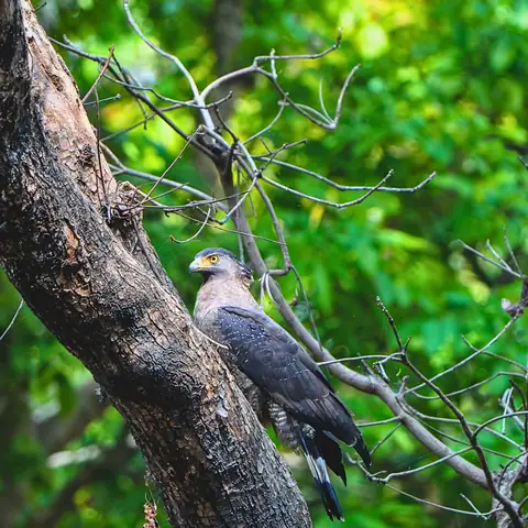 Raptor perched on a bare branch in Kishanpur, Dudhwa Tiger Reserve