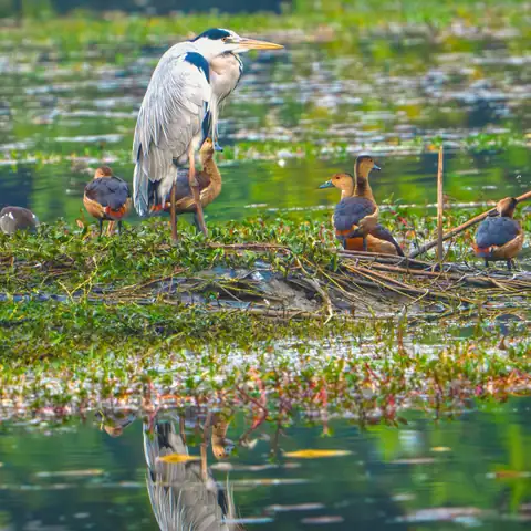 Bird photography at Dudhwa National Park 5