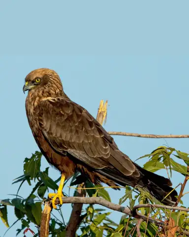 Bird photography at Dudhwa National Park 6