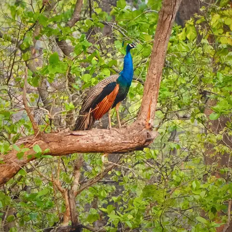 Bird photography at Dudhwa National Park 7