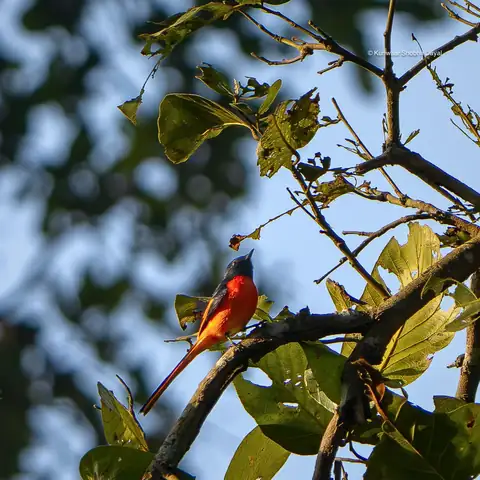 Bird photography at Dudhwa National Park 8