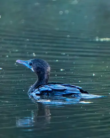 Bird photography at Dudhwa National Park 9