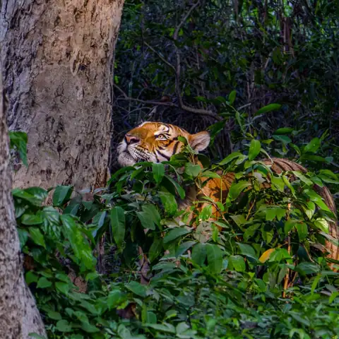 Wildlife sighting at Dudhwa Tiger Reserve 1