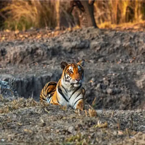 Wildlife sighting at Dudhwa Tiger Reserve 10