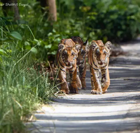 Tigers walking on a forest road in Kishanpur, Dudhwa
