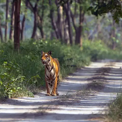 Wildlife sighting at Dudhwa Tiger Reserve 13