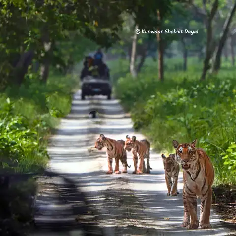 Safari jeep behind a tigress and cubs on a forest road in Dudhwa