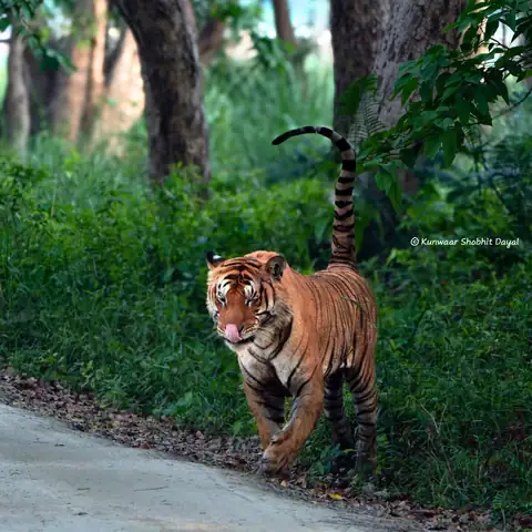 Wildlife sighting at Dudhwa Tiger Reserve 16