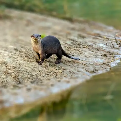 Wildlife sighting at Dudhwa Tiger Reserve 17