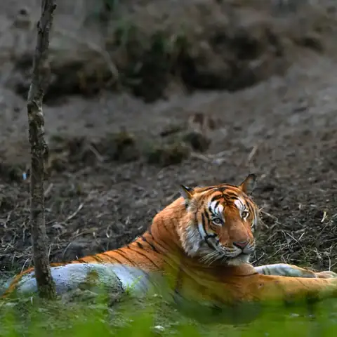 Kishanpur Wildlife Sanctuary: Dudhwa's Most Reliable Tiger Zone