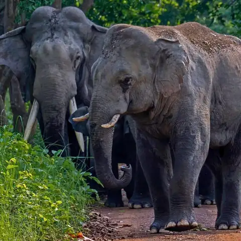 Herd of wild elephants in Dudhwa Tiger Reserve