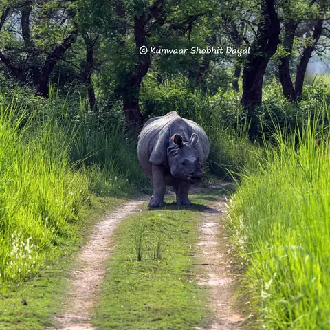 Wildlife sighting at Dudhwa Tiger Reserve 2