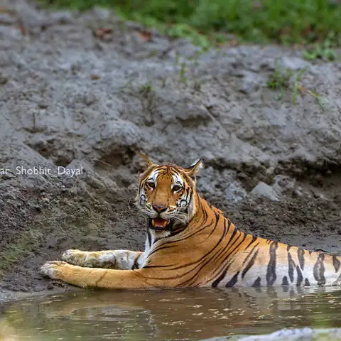 Tiger cooling off in a waterhole in Dudhwa in summer