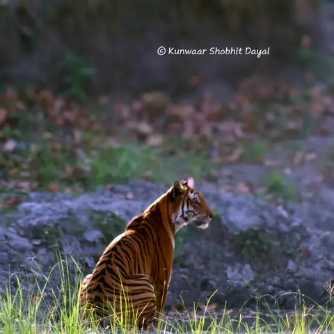 Wildlife sighting at Dudhwa Tiger Reserve 22