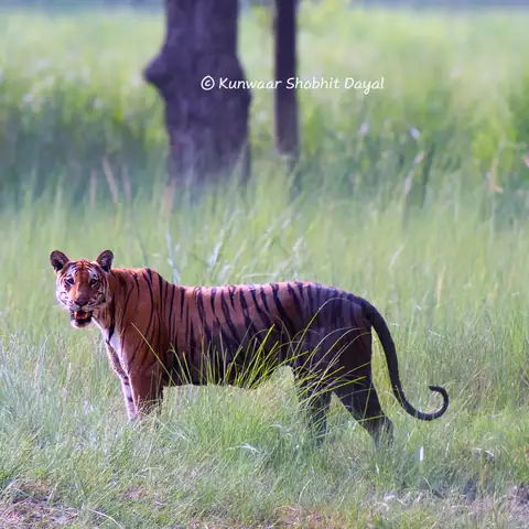 Wildlife sighting at Dudhwa Tiger Reserve 23