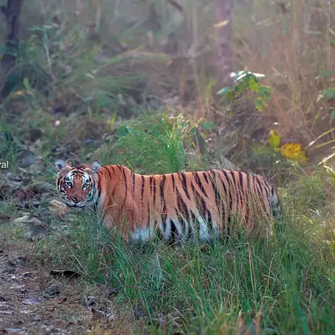 Wildlife sighting at Dudhwa Tiger Reserve 24