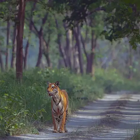 Wildlife sighting at Dudhwa Tiger Reserve 26