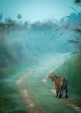 Wildlife sighting at Dudhwa Tiger Reserve 27