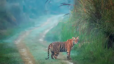 Wildlife sighting at Dudhwa Tiger Reserve 28