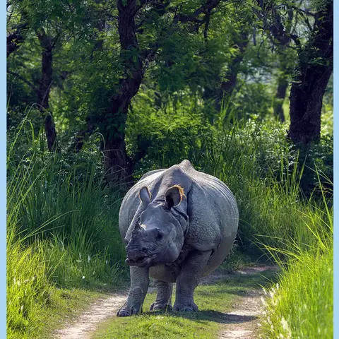 One-horned rhinoceros in Dudhwa National Park