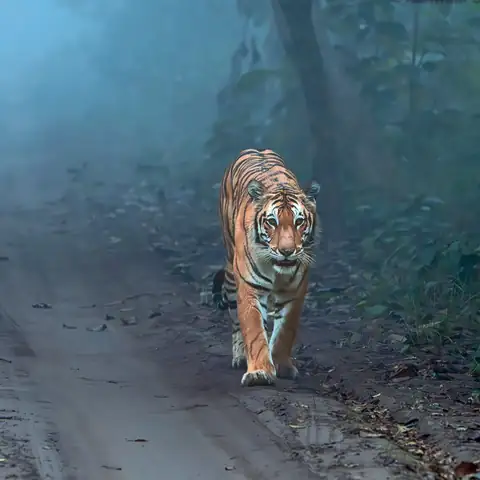 Wildlife sighting at Dudhwa Tiger Reserve 5