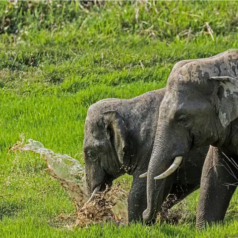Wildlife sighting at Dudhwa Tiger Reserve 7