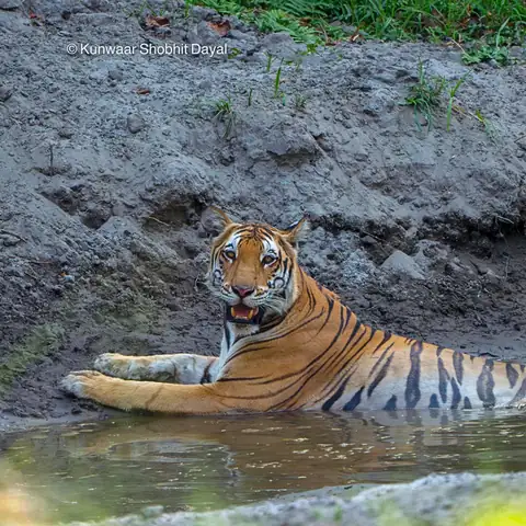 Tiger resting in a waterhole in Kishanpur, Dudhwa