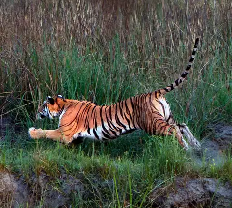 Wildlife sighting at Dudhwa Tiger Reserve 9